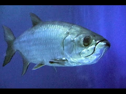 ターポン　Tarpon　Megalops cyprinoides