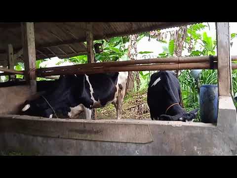 Sistem perkandangan ternak perah di peternakan Tirto Margo Utomo Kecamatan Limpakuwus