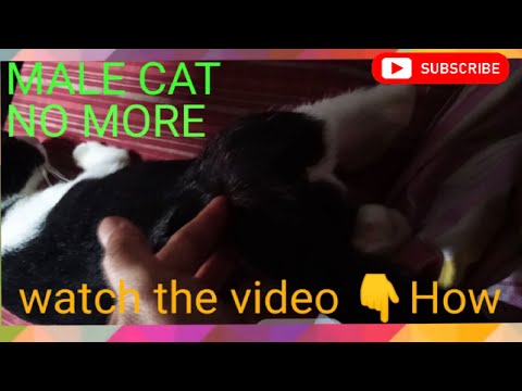 How Cat Get Along Even Without A Male Cat!  Sex No More! watch This Video How? Cat Lover!