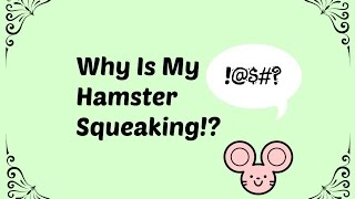 Why Is My Hamster Squeaking? | PetPals