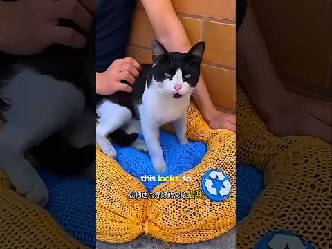 Dad Turned Old Jeans Into a Cozy Cat Nest 😭😍 !! #shorts