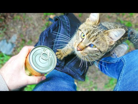 Enthusiastic Cat Eagerly Climbs My Leg For His Favorite Canned Food (hungry kittens) Lucky Paws