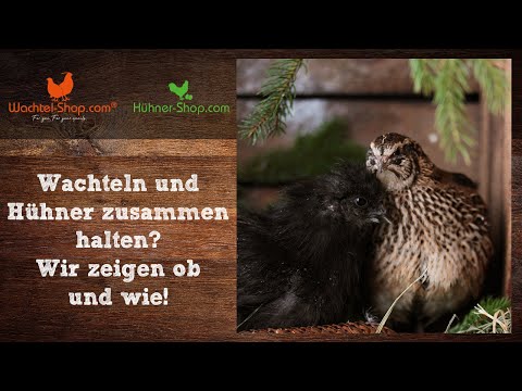 , title : 'Wachteln und Hühner zusammen halten? Wir zeigen ob und wie! | Zusammenfassung Wachtel-Live-Talk'