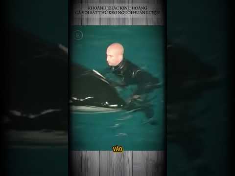 KHOẢNG KHẮC KINH HOÀNG - CÁ VOI SÁT THỦ KÉO NGƯỜI HUẤN LUYỆN XUỐNG NƯỚC