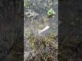 I Never Expected This When Crawfish Hunting