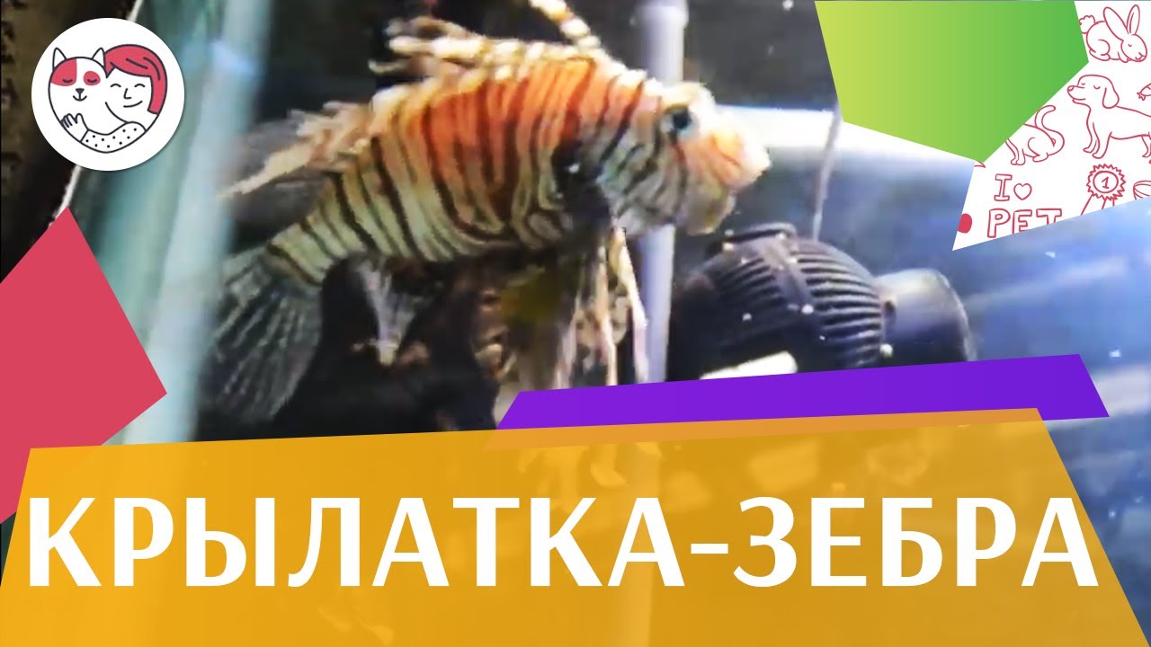 Крылатка зебра чернополосая на ilikepet