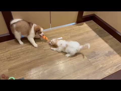 Pomsky - 4867 video preview
