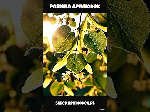 Miód lipowy – film