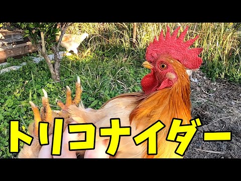 , title : '【緊急】蔓延する鳥インフルエンザの対策が急務すぎる…【鶏飼育】'