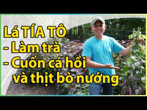 Lá TÍA TÔ, làm trà mật ong uống e cuốn cá hồi & thịt bò nướng.