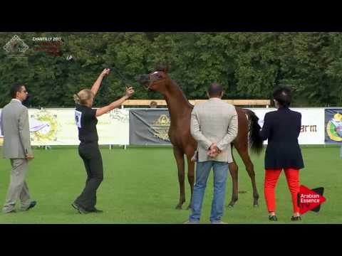 N.59 CAROL EL JYAR - Chantilly 2017 European Breeders'Championship - Yearling Colts (Class 5B)