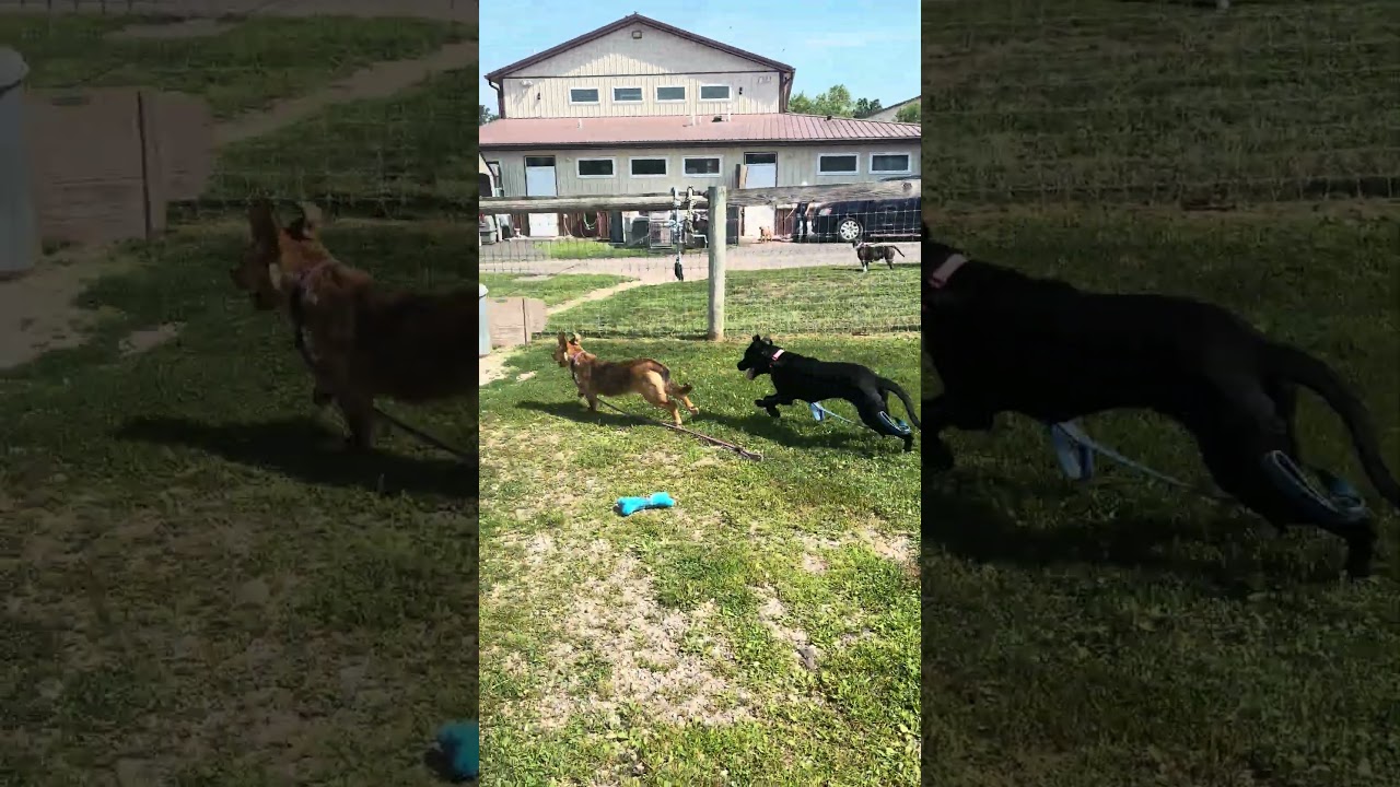 Enlarge Nebula, a Adoptable mixed breed in Quakertown, PA video 6/6