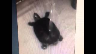 I'm a Fuckin' Turtle