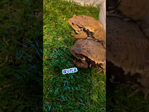 園芸 両生類、バトラキアン、カエル、ヒキガエル