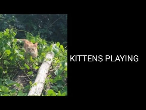 Kittens playing