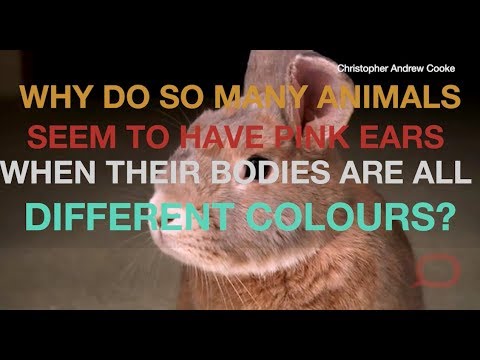Why do so many animals seem to have pink ears, when their bodies are all different colours?