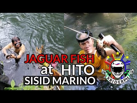 Traditional Fishing : Sisid Marino sa Pamamana ng isda sa ilog | SpearFishing