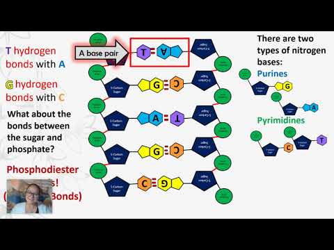 Struktur und Funktion von Nukleinsäuren – DNA und RNA (AP-Biologie 1.6 und 6.1)