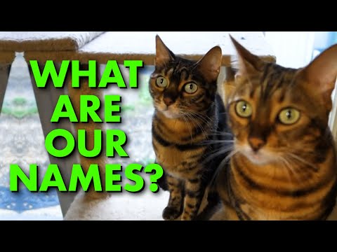 PETS & NAMES Ft. Two Beautiful Female BENGAL CATS