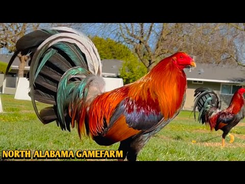 Yellow leg hatch Sweater Roundhead - NORTH ALABAMA FARM