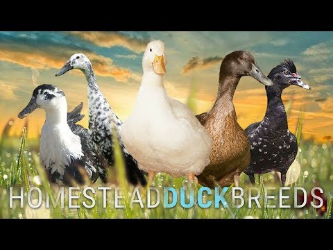 , title : 'Which DUCK BREED is RIGHT for YOUR HOMESTEAD? | Big Pond Farm, The Hollar Homestead, Wholesome Roots'