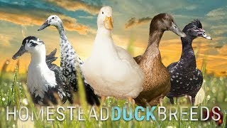 Which DUCK BREED is RIGHT for YOUR HOMESTEAD?