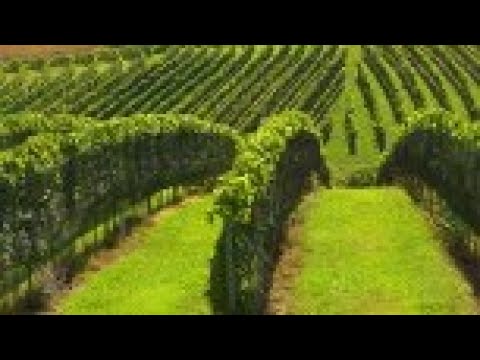 VIVAT VINUM - SALON Sieger Juliana WIeder & Schwertführer 35