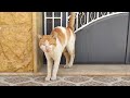 The Cat That Sprays Everywhere Is Meowing Loudly Because It Is Hungry