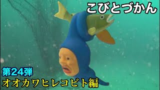 【こびとづかん】 オオカワヒレコビト編