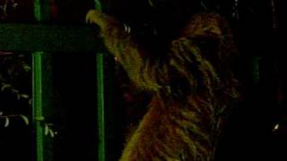 preview picture of video 'Part 1: Two-Toed Sloth at The Falls Hotel in Manuel Antonio, Costa Rica'
