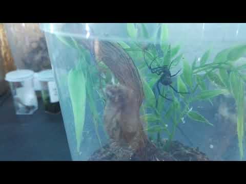 Latrodectus menavodi “madagaskar“0.1