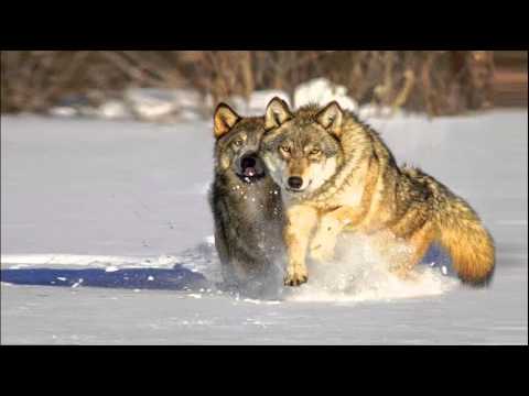 A Force -Silent Prophecy