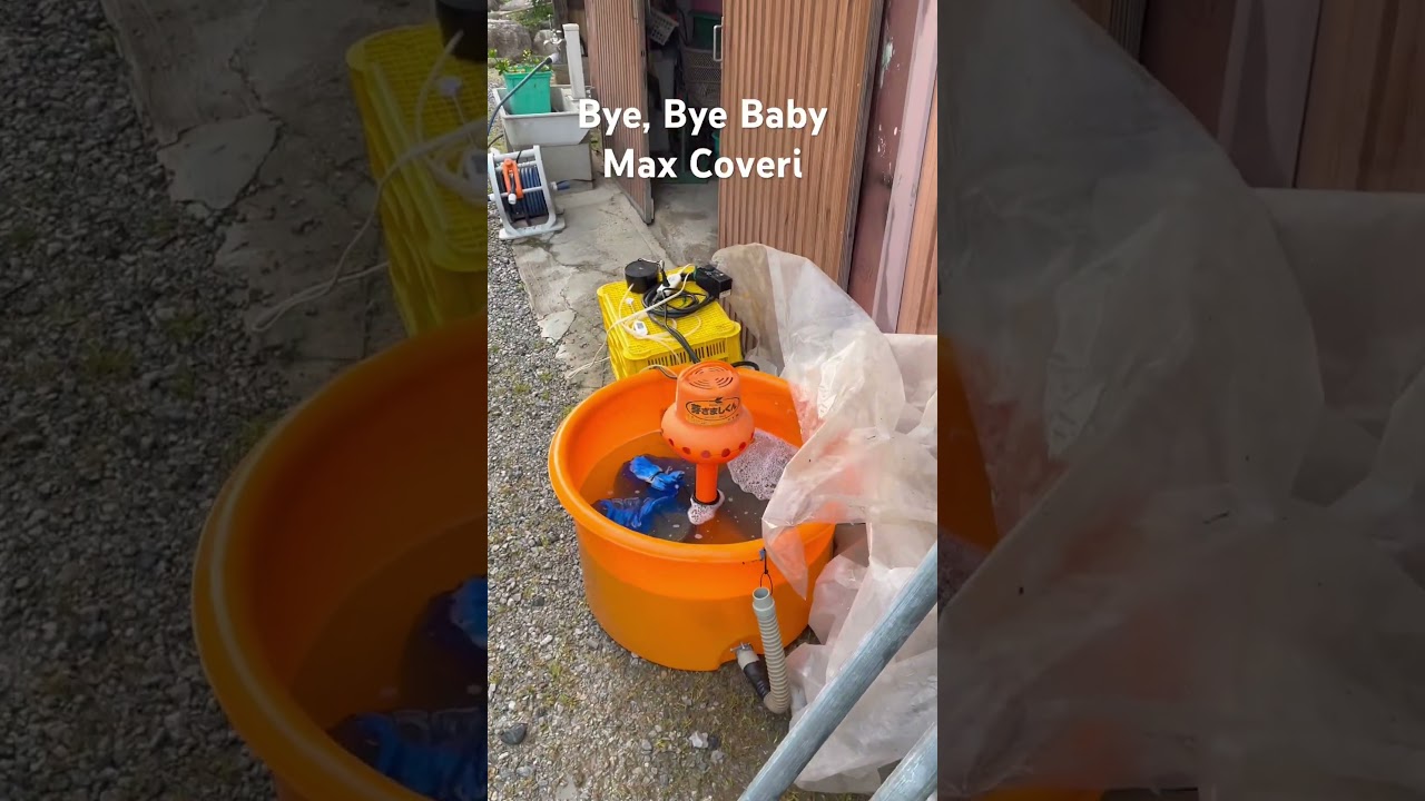 キヌヒカリの芽出し完了！　20260330