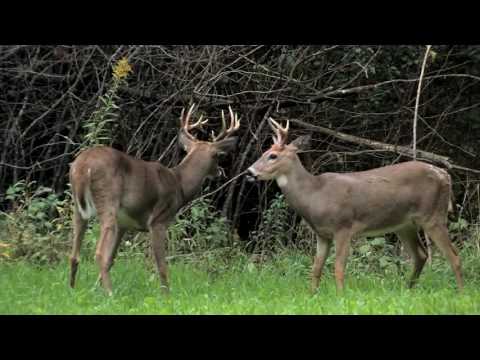 Rattling is at it's peak now!  This instructional is for Rattlin' Rookies!!