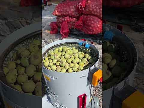 CEVİZ SOYMA MAKİNASI - Koma 100 Litre Model