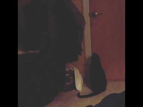 Polydactyl cat opening a door..😁