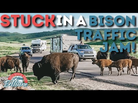 Stuck in a Bison Traffic Jam || Exploring Rapid City, South Dakota