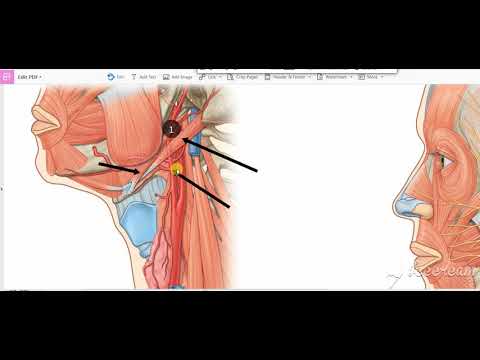 External Carotid Relations