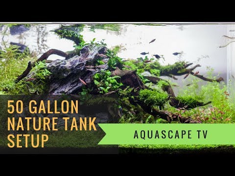 50 Gallon Nature Planted Tank Setup with Seiryu Stone