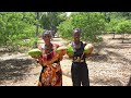 Immature Coconut Water Is Used To Treat Male Infertility In African Coastal Villages