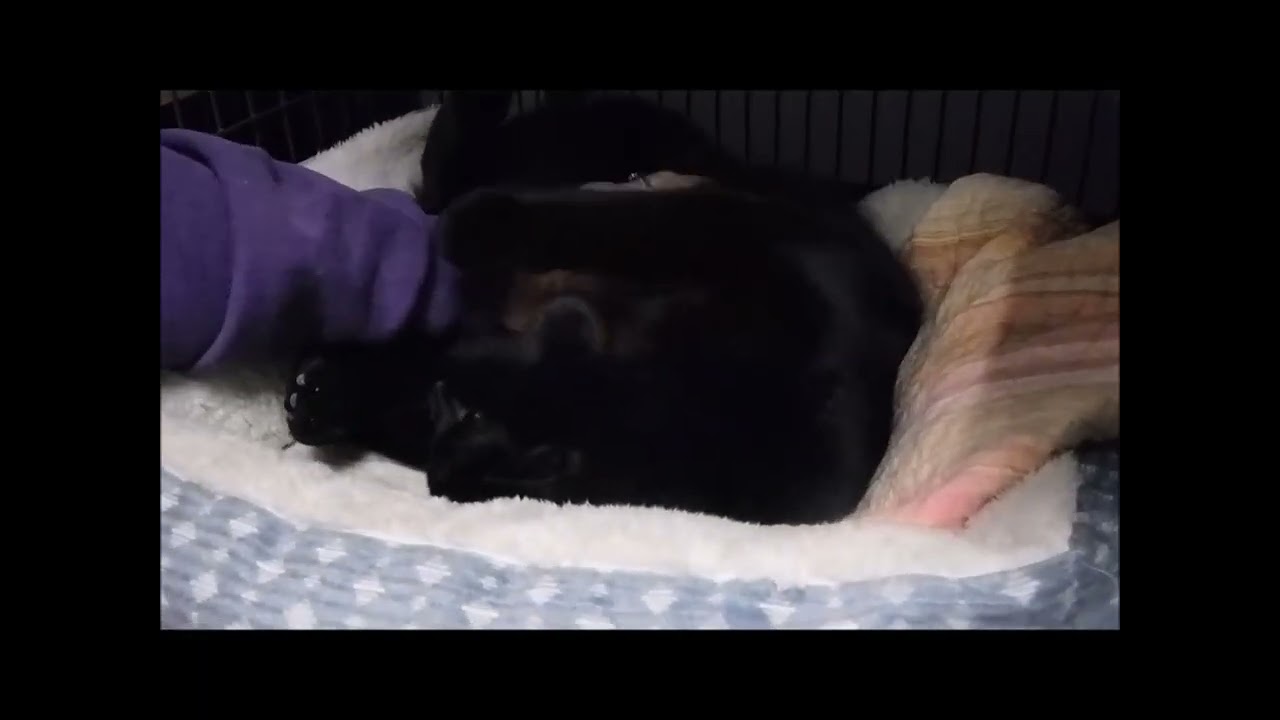 Enlarge LICORICE, a ADOPTABLE Domestic Short Hair in Ironwood, MI video 6/6