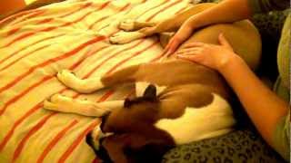 ()-_-()Relaxing Dog/Pet Massage()-_-()