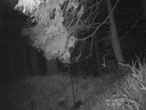 庭にイノシシを近づけないようにする方法は？彼らを傷つけることなく、彼らを撃退し、怖がらせるために機能する6つの解決策  庭園