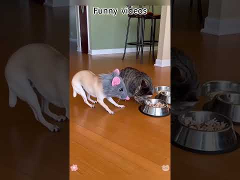 Chihuahua in a scary mask pranks the dog & cat #chihuahua #funnycats #funnydog