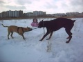 Стаффорд vs Доберман 