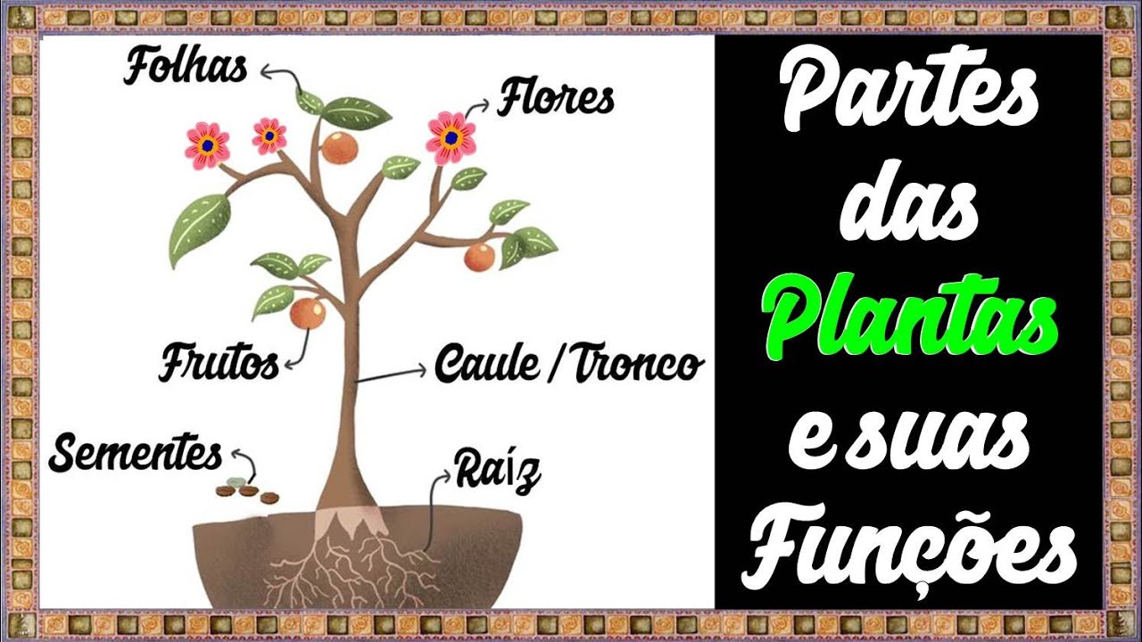 Aprendendo as partes das PLANTAS e suas funções || Raízes, Folhas, Caule,  Flores, Frutos e Sementes