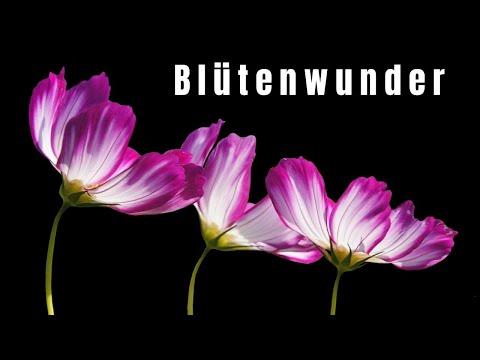 , title : 'Zeitraffer: Wie Blumen vor Ihren Augen aufblühen | Time-Lapse: Watch Flowers Bloom Before Your Eyes'
