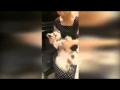 Woman Shreds Metallica Song On Dog's Belly ...