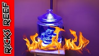 HOW TO: REEF TANK IN A COOKIE JAR UPDATE