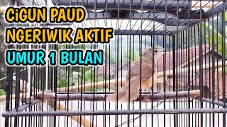 Download lagu Cigun Paud Ngeriwik Aktif, Umur 1 Bulan Lebih mp3